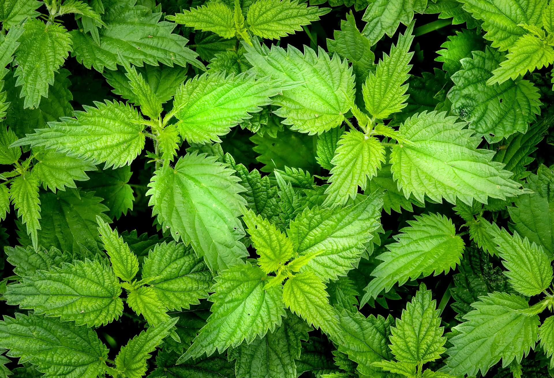 Blog Healing Nettle Leaf Properties